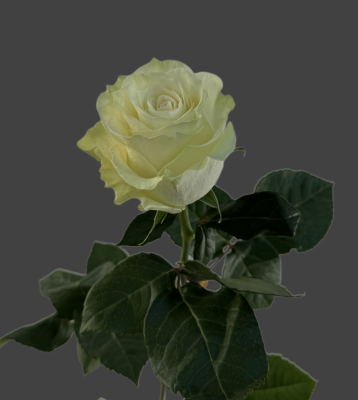 Роза «Мондиаль» 70 см  - Доставка цветов в Екатеринбурге