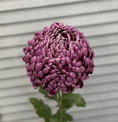 Хризантема «Бигуди»  - Доставка цветов в Екатеринбурге