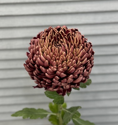 Хризантема «Бигуди»  - Доставка цветов в Екатеринбурге